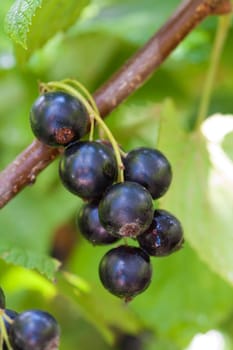 fresh black currant
