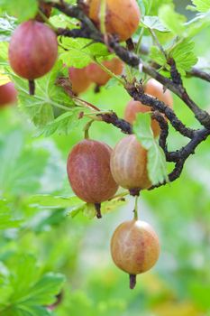 gooseberry