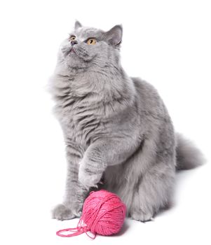 cat playing with clew isolated 