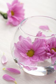 pink flowers in vase
