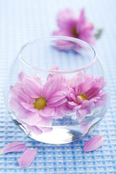 pink flowers in vase