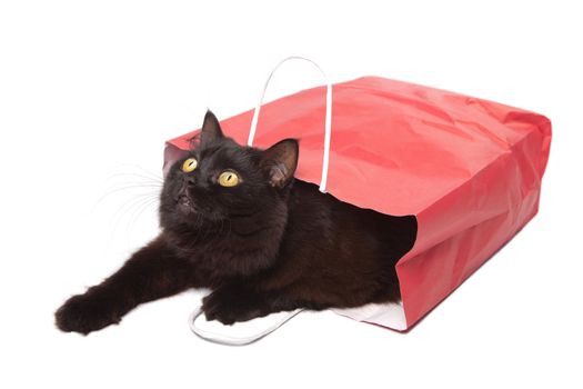 black cat in red bag isolated