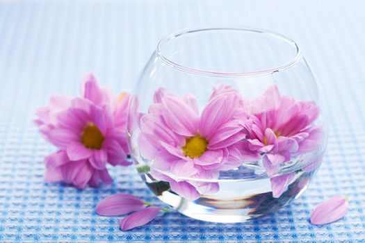 pink flowers in vase 