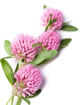 clover flowers isolated