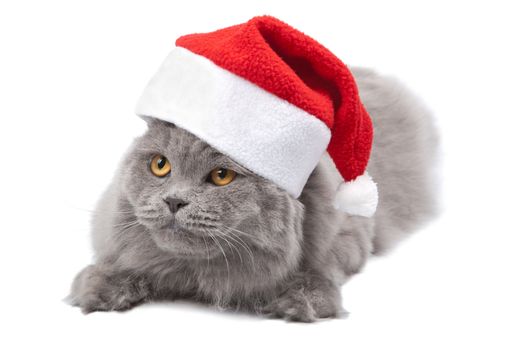 cat in red cap isolated 