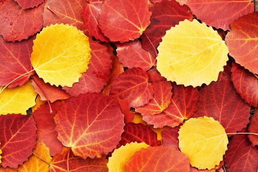 colorful autumn leaves background 