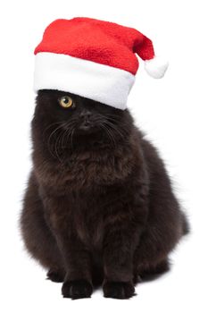 black cat in red cap isolated 