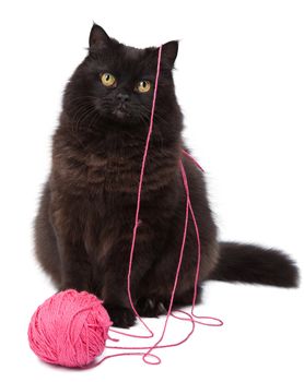 cat playing with clew isolated 