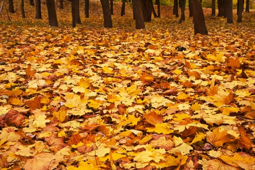 autumn maple leaves