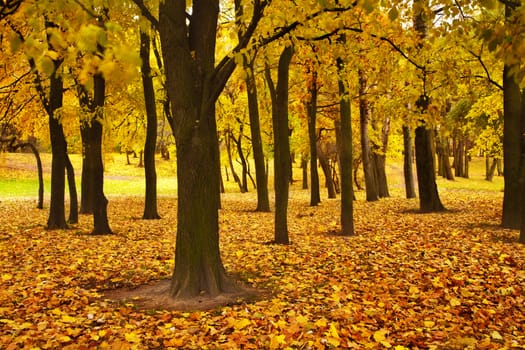 autumn forest