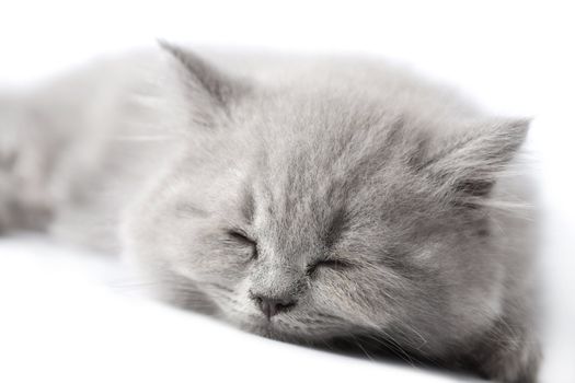 british kitten sleeping isolated