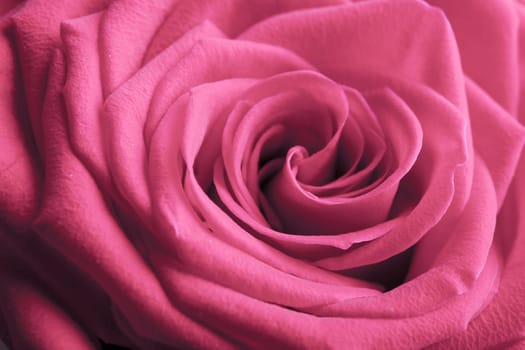 pink rose