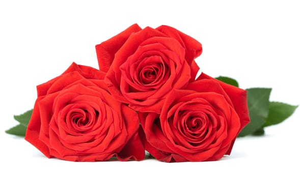red roses isolated