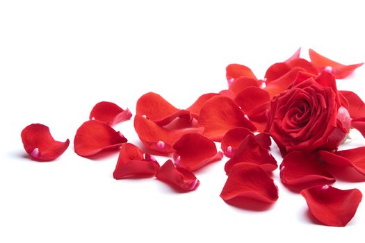 red rose petals isolated