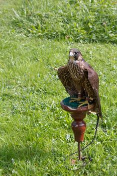 tame trained falcon sitting on a perch