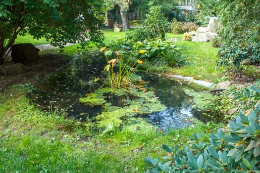 Summer Garden Pond with green plants in water