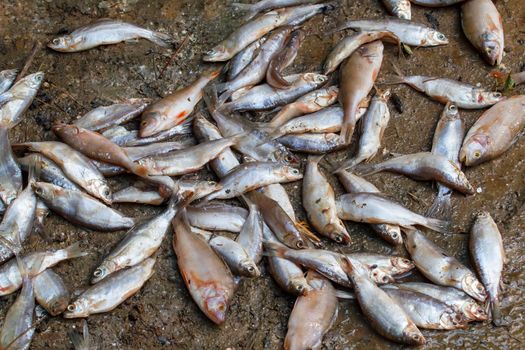 Pile of caught sea fish on mud