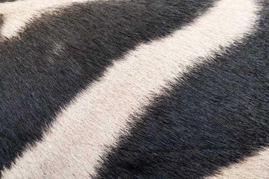 Closeup detail of zebra skin pattern background 