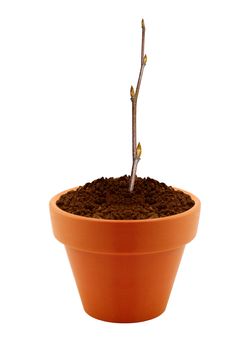 small branch with buds in clay pot isolated on white background.