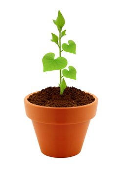 Young plant with heart shaped leaves in pot isolated on the white backgrounds