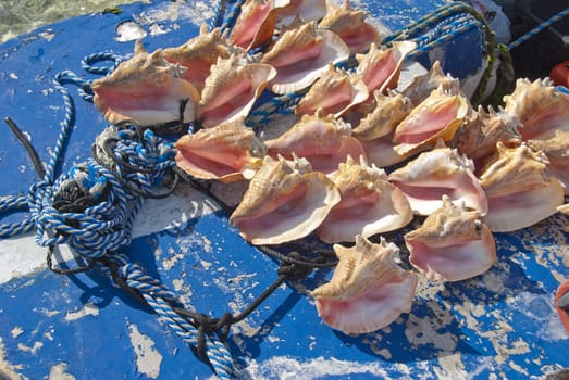 Conch shells on front of row boat on a caribbean island