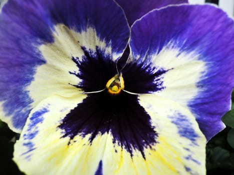 Close-up of violet flower