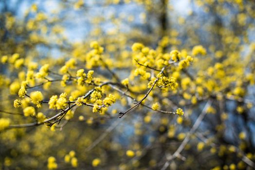 yellow spring blossoms - shallow depth of field
