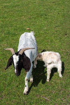 white goat suckling lamb on a pasture