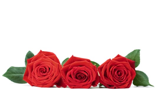 red roses isolated 