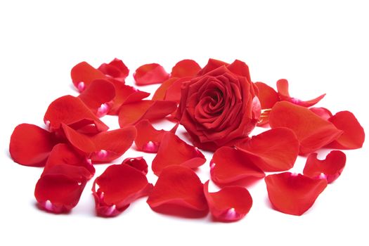 red rose petals isolated