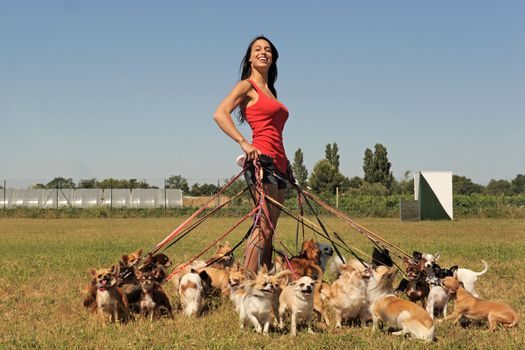 portrait of a woman and a large group of chihuahuas 