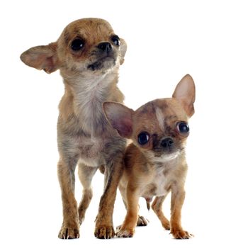 portrait of cute purebred  puppies chihuahuas in front of white background