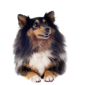 portrait of a purebred shetland dog in front of white background