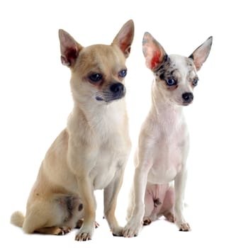 portrait of a cute purebred  chihuahuas in front of white background