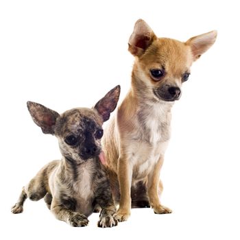 portrait of a cute purebred  puppies chihuahuas in front of white background