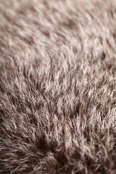 abstract fur background 