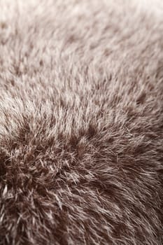 abstract fur background