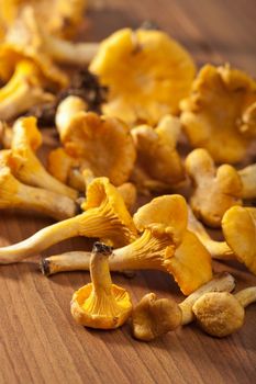 fresh chanterelle mushrooms 