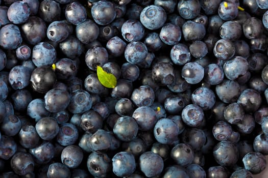 fresh blueberries background 