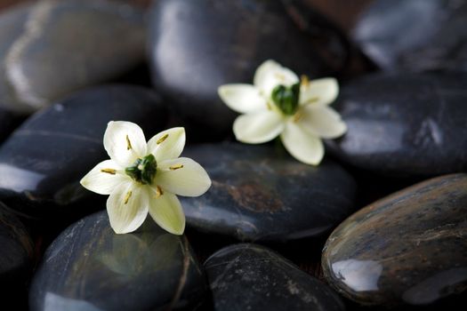 flowers over spa stones