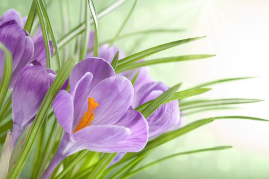 crocus flowers