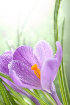 crocus flowers