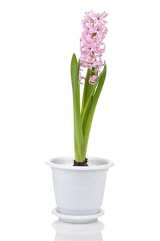 hyacinth flower in pot isolated