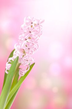 pink hyacinth flower 