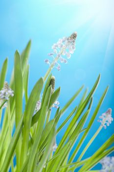 muscari flowers 