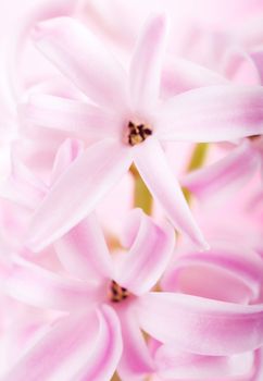 pink hyacinth flower 