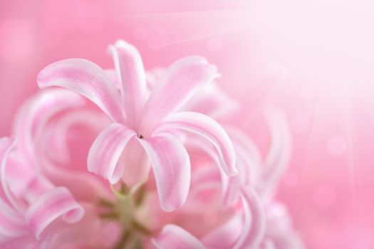 pink hyacinth flower