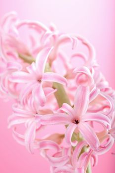 pink hyacinth flower 