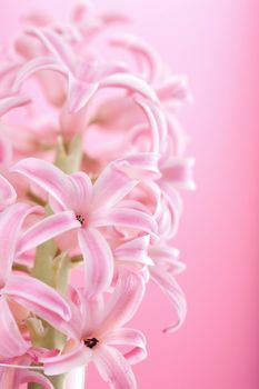 hyacinth flower