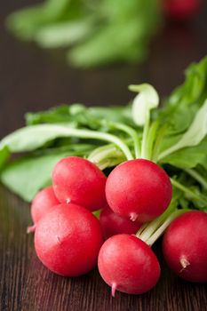 fresh radish 